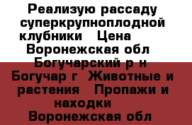 Реализую рассаду суперкрупноплодной клубники › Цена ­ 37 - Воронежская обл., Богучарский р-н, Богучар г. Животные и растения » Пропажи и находки   . Воронежская обл.